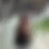 Dylan