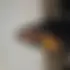 Boye