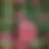 Flore