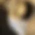 Simon